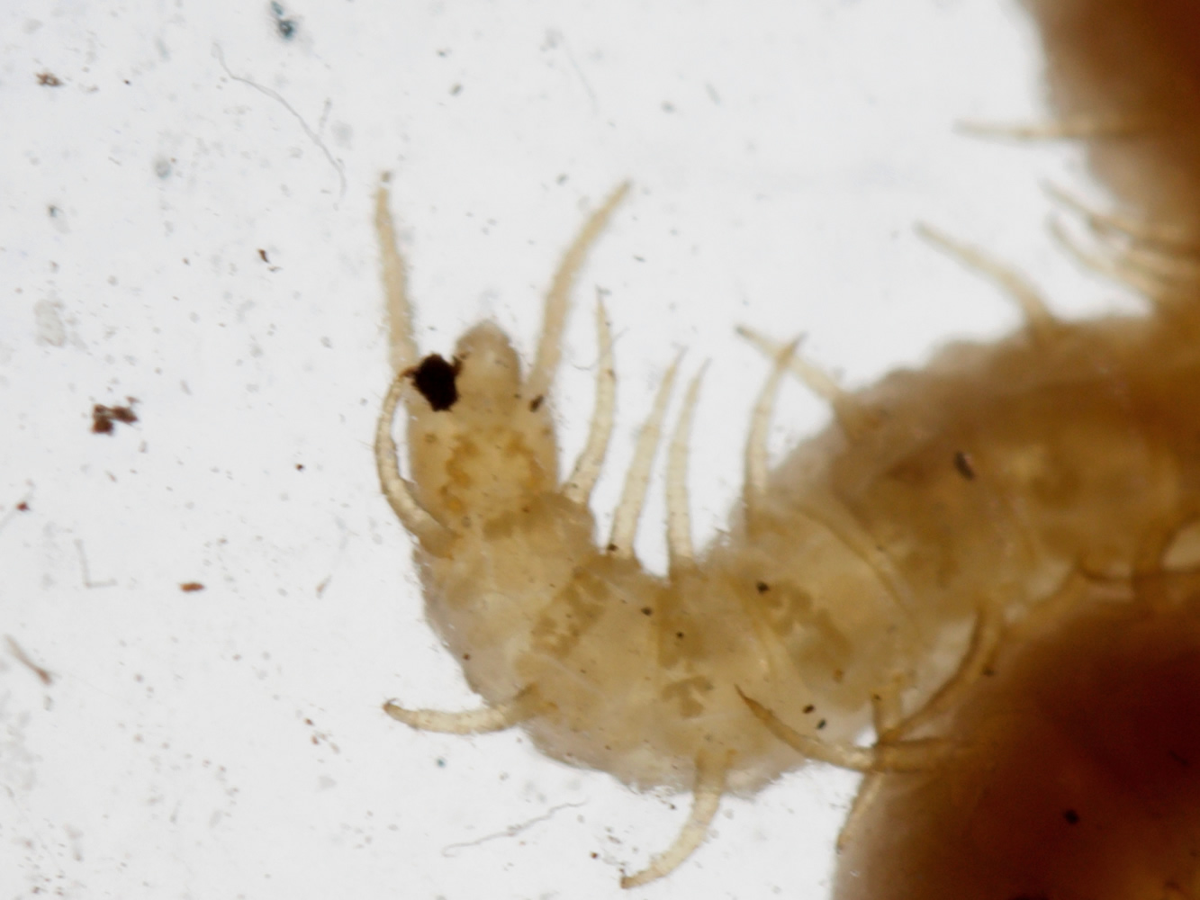 ventral view showing isolated coxal pore