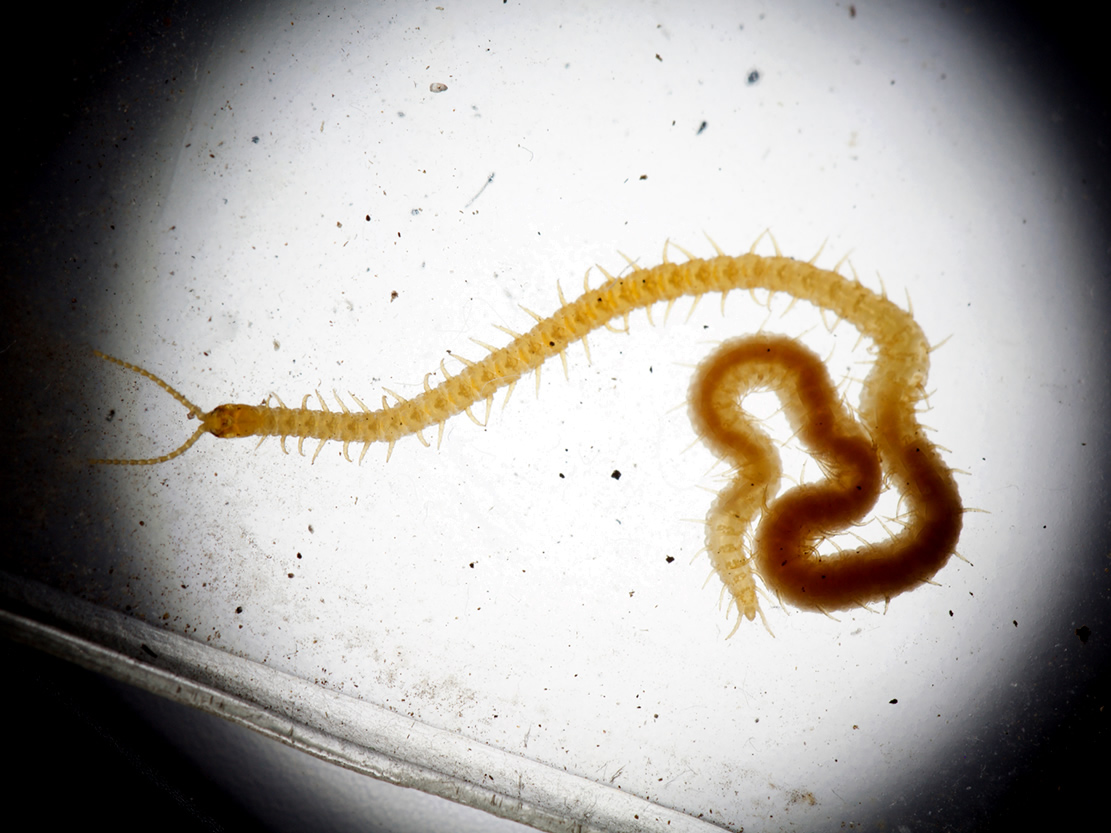 ventral view showing presence of sternal fossae and 60+ leg pairs