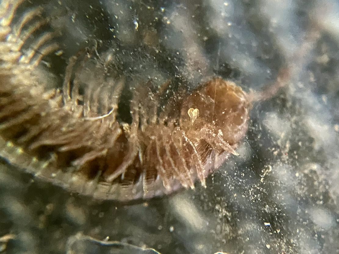 J. scandinavius male showing modified fore legs