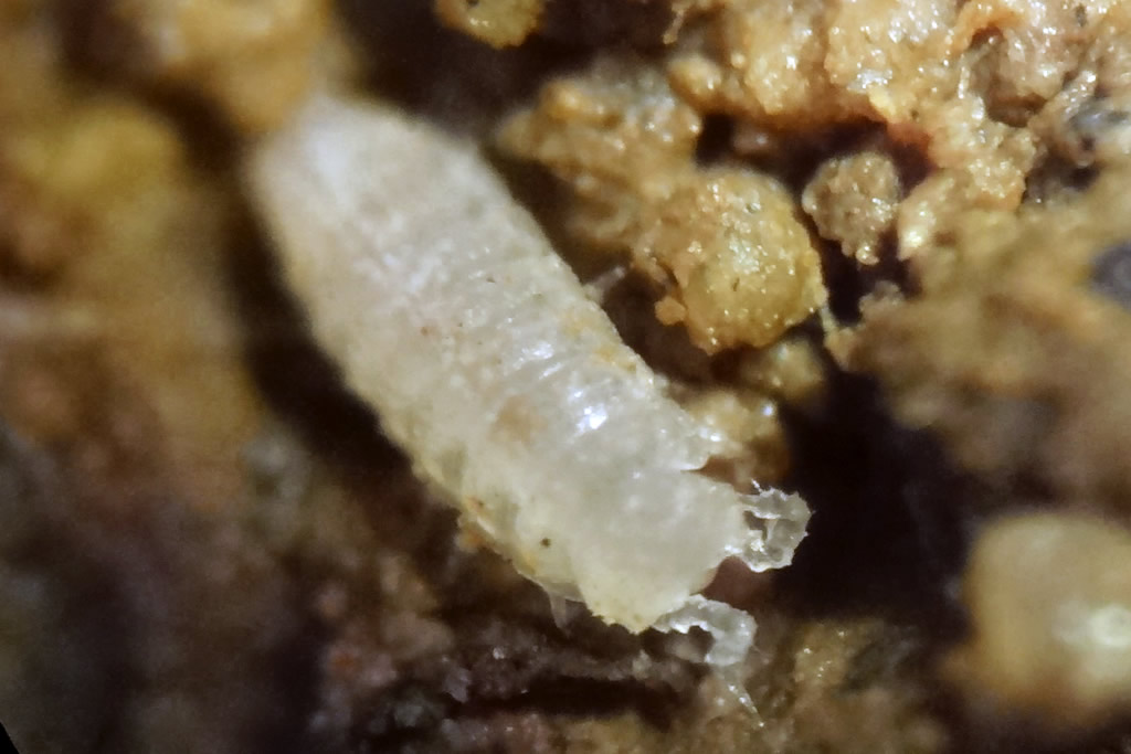 Metatrichoniscoides celticus | British Myriapod and Isopod Group